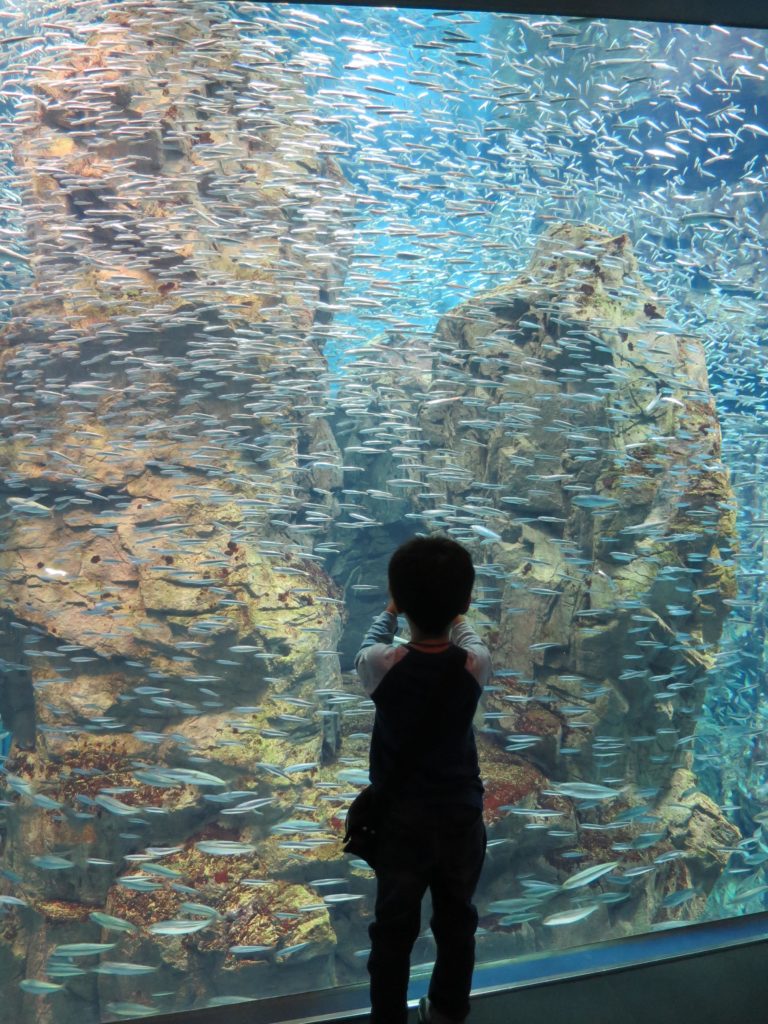 海遊館のイワシ