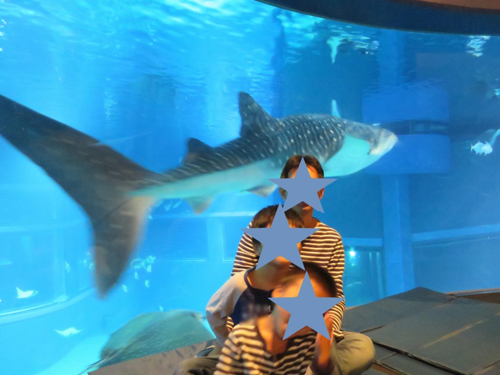 海遊館おとまりスクールで寝た場所に現れたジンベイザメ